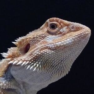 Meet your Posher, Ronald